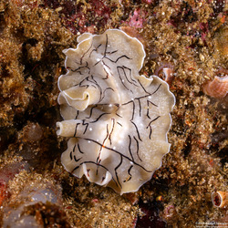 Eurylepta californica (Montgomery's Flatworm)