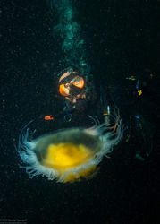 Phacellophora camtschatica (Egg-Yolk Jelly)