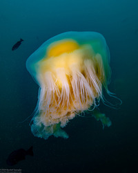 Phacellophora camtschatica (Egg-Yolk Jelly)