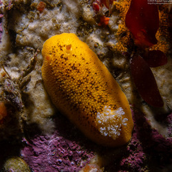 Peltodoris nobilis (Sea Lemon)