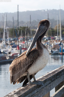 Pelecanus occidentalis (Brown Pelican)