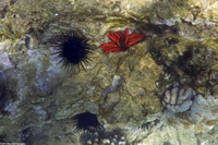 Echinothrix diadema (Blue-Black Urchin)