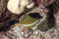 Ostracion whitleyi (Whitley's Boxfish)