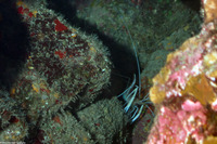 Stenopus pyrsonotus (Flameback Coral Shrimp)