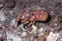 Scyllarides squammosus (Blunt Slipper Lobster)