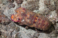 Scyllarides squammosus (Blunt Slipper Lobster)