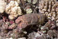 Scyllarides haanii (Ridgeback Slipper Lobster)
