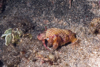 Calliactus polypus (Hermit Crab Anemone)