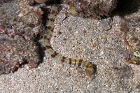 Euapta godeffroyi (Lion's Paw Sea Cucumber)
