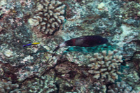 Parupeneus insularis (Island Goatfish)