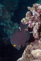 Ctenochaetus strigosus (Goldring Surgeonfish)