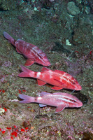 Parupeneus porphyreus (Whitesaddle Goatfish)