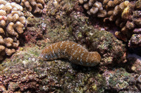 Actinopyga mauritiana (White-Spotted Sea Cucumber)