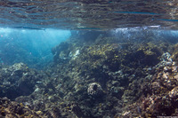 Platybelone argalus (Keeltail Needlefish)