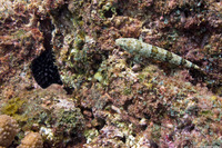 Echinometra oblonga (Oblong Urchin)