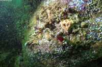 Phyllolithodes papillosus (Heart Crab)