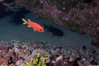 Myripristis chryseres (Yellowfin Soldierfish)