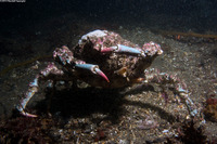 Loxorhynchus grandis (Sheep Crab)