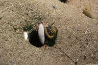 Eumida longicornuta (Paddleworm)