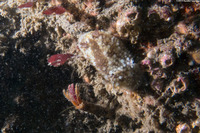 Onchidoris bilamellata (Barnacle-Eating Dorid)