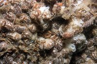 Onchidoris bilamellata (Barnacle-Eating Dorid)