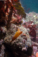 Styela montereyensis (Stalked Tunicate)