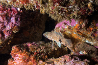Sebastes semicinctus (Halfbanded Rockfish)