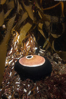 Megathura crenulata (Giant Keyhole Limpet)