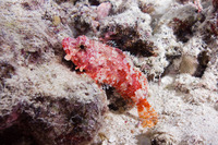 Iracundus signifer (Decoy Scorpionfish)