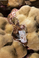 Sebastapistes coniorta (Speckled Scorpionfish)