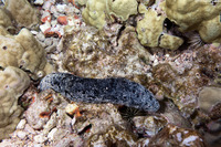 Holothuria whitmaei (Teated Sea Cucumber)
