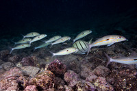 Mulloidichthys flavolineatus (Yellowstripe Goatfish)