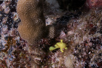 Antennarius commerson (Commerson's Frogfish)