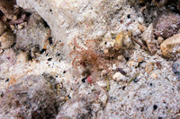 Lybia edmondsoni (Hawaiian Pom-Pom Crab)
