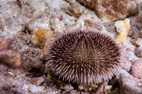 Pseudoboletia indiana (Pebble Collector Urchin)