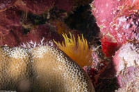 Cladopsammia eguchii (Oval Cup Coral)