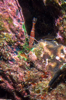 Cinetorhynchus fasciatus (Banded Hingebeak Shrimp)
