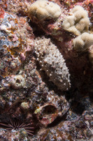 Holothuria pervicax (Stubborn Sea Cucumber)