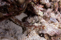 Holothuria hilla (Light-Spotted Sea Cucumber)
