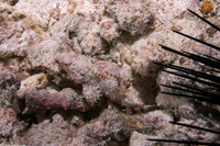 Scorpaenopsis brevifrons (Shortsnout Scorpionfish)