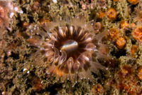 Paracyathus stearnsi (Brown Cup Coral)