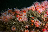 Corynactis californica (Club-Tipped Anemone)