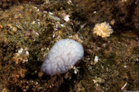 Cystodytes lobatus (Lobed Compound Tunicate)