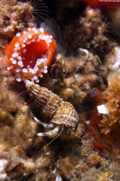 Pagurus hirsutiusculus (Hairy Hermit Crab)