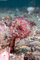 Sabellidae sp.6 (Banded Feather Duster Worm)
