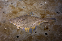 Platichthys stellatus (Starry Flounder)