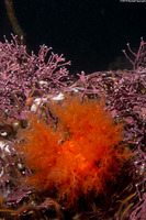 Cucumaria miniata (Orange Sea Cucumber)