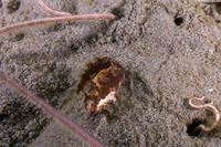 Neoclinus blanchardi (Sarcastic Fringehead)