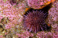 Dodecaceria concharum (Coralline Fringed Tube Worm)