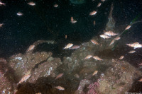 Sebastes saxicola (Stripetail Rockfish)